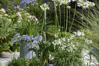 Agapant - Agapanthus