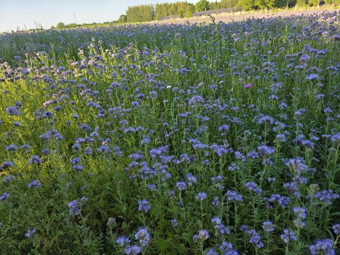 Łąki kwietne na Podkarpaciu