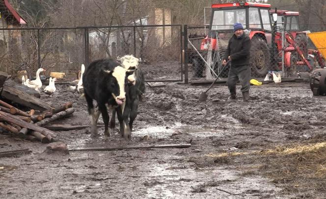 Rolnicy. Podlasie. Gorąco w Plutyczach. Gienek i Sławek próbowali zagonić cielaki do obory