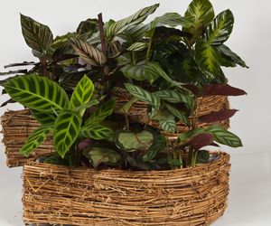 Kalatea: jak dbać o tę piękną roślinę doniczkową w domu?