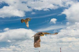 Polska Miedź dba o piękno natury 