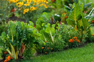 Dekoracyjne warzywa i zioła - jakie warzywa i zioła zdobią ogród 