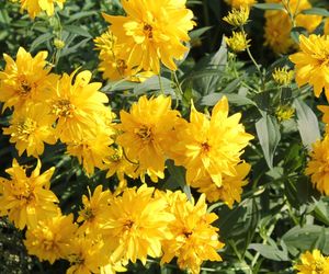Rudbekia naga