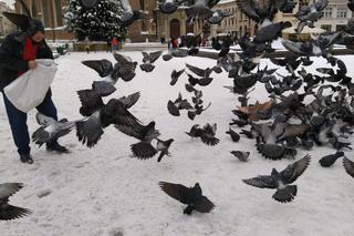 Zaskakujący apel od władz. Miasto i KTOZ proszą o pomoc w dokarmianiu ptaków