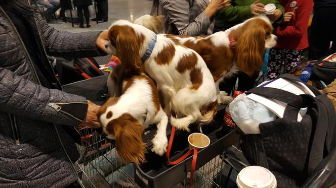 EXPO SILESIA DOG SHOW 2017
