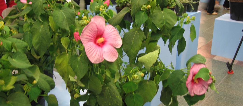 Ketmia 'Mauvelous'