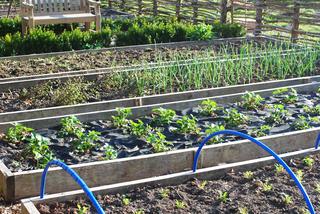 Warzywnik Katarzyna Bellingham