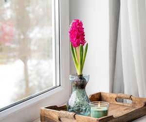 Pędzenie hiacyntów