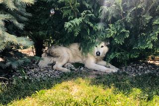 Wielichowska wyczesała psa na maksa