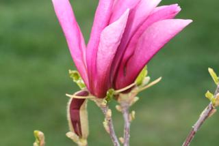 Magnolia 'Susan' 
