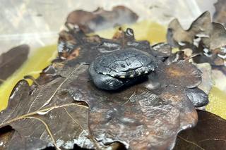 W warszawskim ZOO przyszedł na świat malutki żółwik