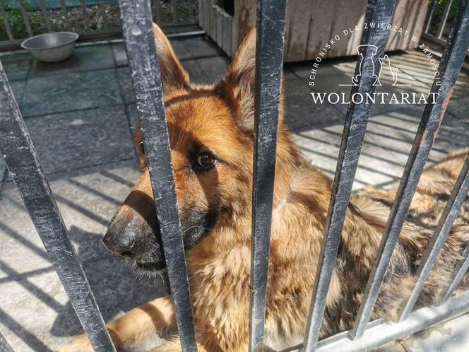 Kiara czeka na adopcję w zamojskim Schronisku dla bezdomnych zwierząt w Zamościu