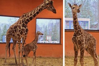 W Śląskim Ogrodzie Zoologicznym w Chorzowie urodziła się samica żyrafy