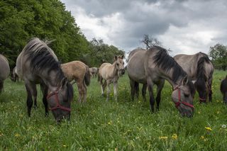 Wakacje w dzikiej naturze