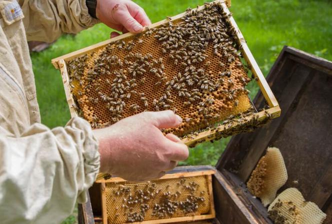 Pszczołom na ratunek. Odkrycie naukowca z Białegostoku może uratować miliony owadów