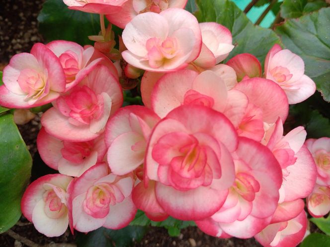 Begonia bulwiasta