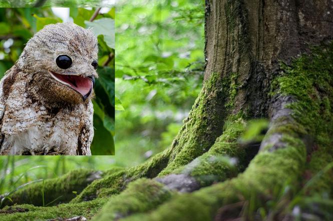 Ten ptak wygląda, jakby był opętany! To zwierzę robi furorę w internecie! 