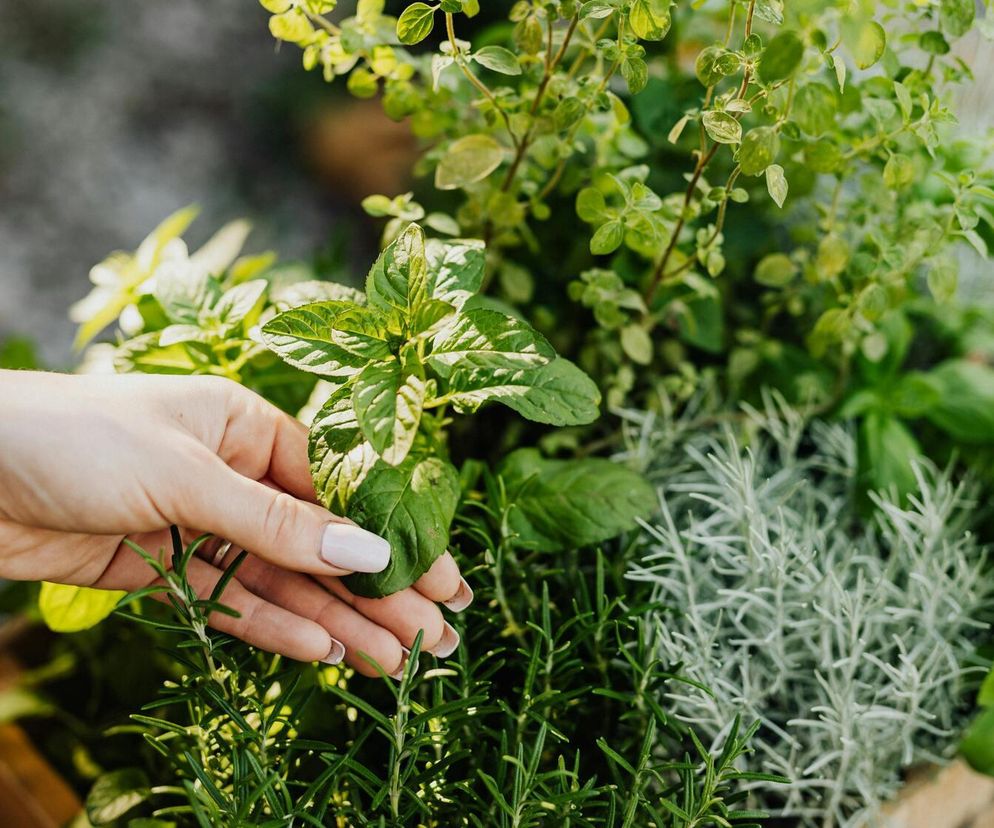 Ten obszar to „zielarskie serce Lubelszczyzny”. Gdzie się znajduje?