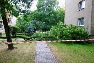 Kraków: Drzewo runęło na blok i chodnik w Bieńczycach [ZDJĘCIA]