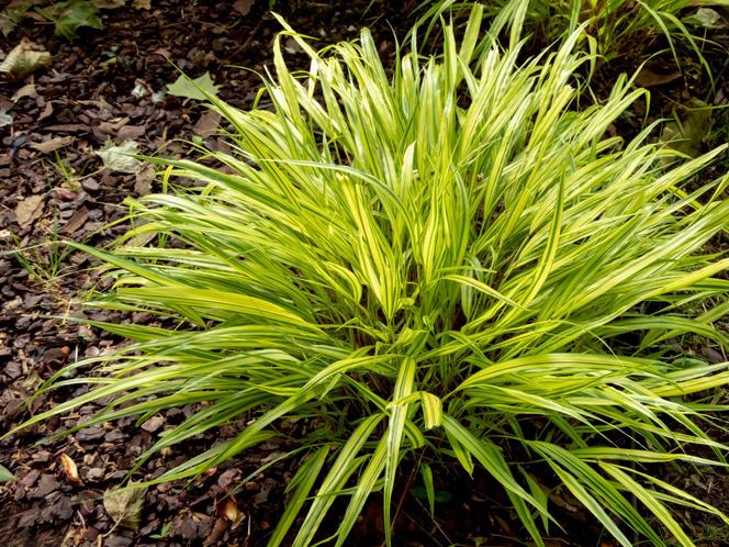 Hakonechloa macra