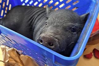 Prosiaczek porzucony w oknie życia Krakowskiego Towarzystwa Opieki nad Zwierzętami. Takiego gościa jeszcze nie mieliśmy