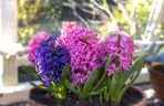 Hiacynty w doniczce