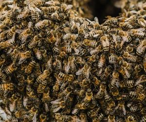 Leżał nieprzytomny w aucie! Jego głowę pogryzły osy. Dramat pod Płockiem