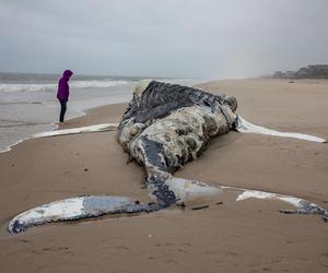 Ten widok przeraził turystów. Martwy wieloryb na plaży w Helu. Wiadomo, jak to się stało