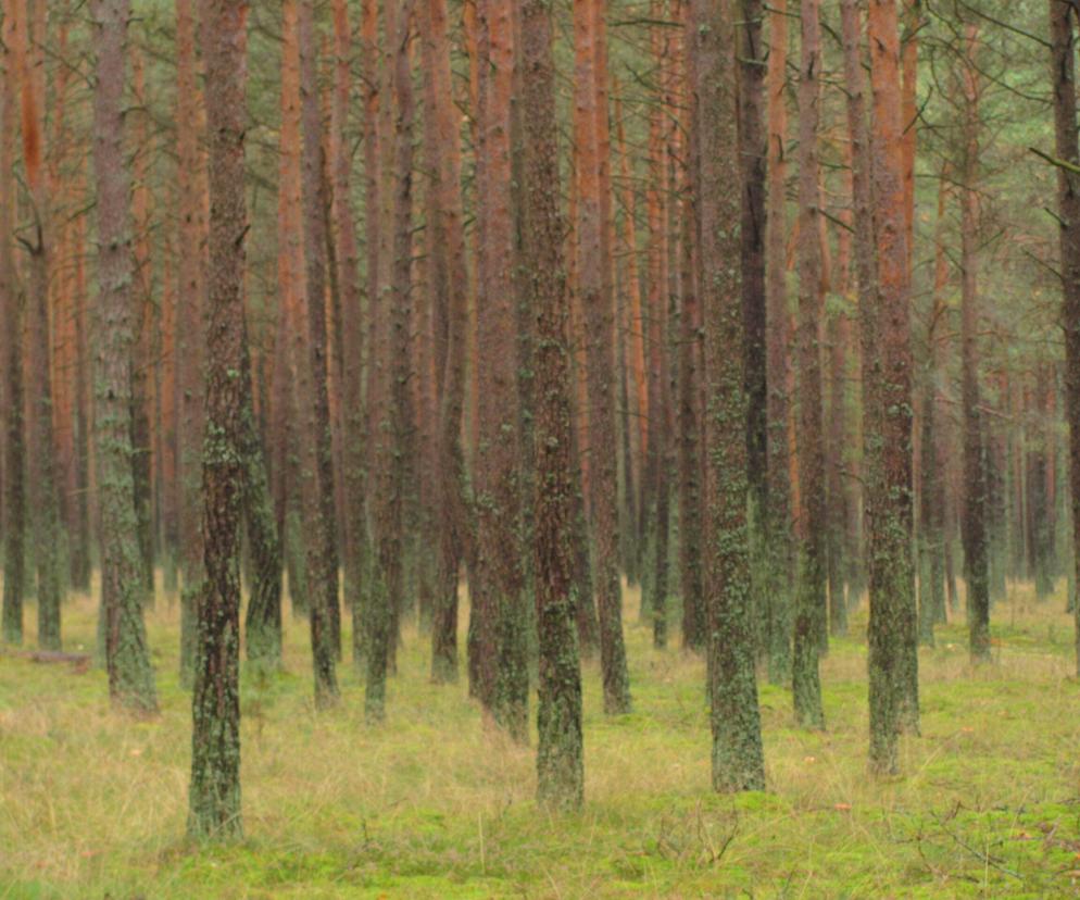 Kaszubski i Wdzydzki Park Krajobrazowy. Co zakłada plan ich ochrony? 