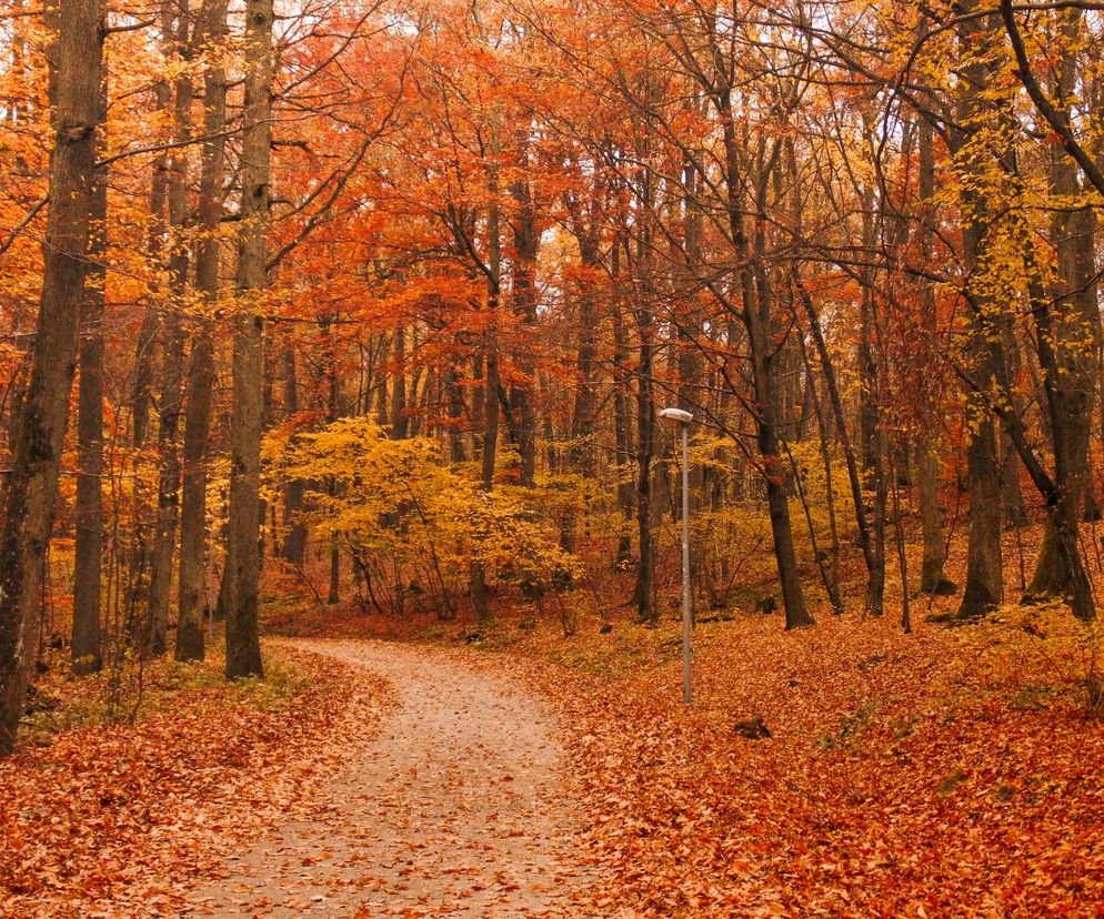 Najlepsze miejsca na patriotyczny spacer po Rzeszowie. AI podpowiada