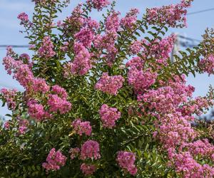 Lagerstremia indyjska