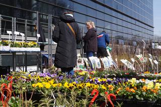 Wiosenny Kiermasz Ogrodniczy w Bydgoszczy [ZDJĘCIA]