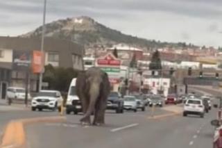 Słoń zwiał z cyrku. Błąkał się po autostradzie, ludzie w szoku!