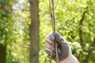Blisko 1000 drzew posadzili pracownicy Ośrodka Kultury Leśnej w Gołuchowie 