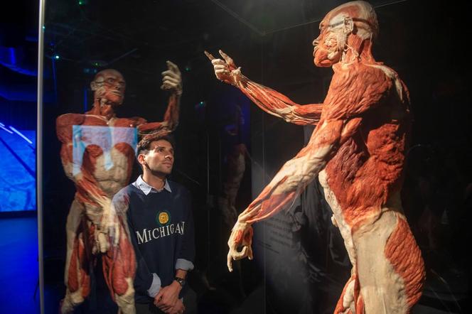 Kontrowersyjna wystawa Body Worlds wraca do Katowic. Zobaczymy ją w galerii Szyb Wilson