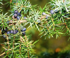 Jałowiec pospolity - Juniperus communis
