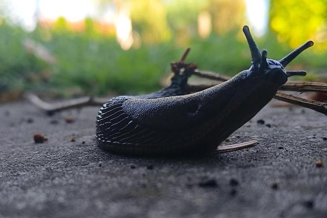 Budzą obrzydzenie i są utrapieniem ogrodników. Ślimaki sieją spustoszenie