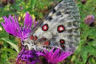 Motyl niepylak apollo to w Polsce rzadkość. Niektóre z nich mają nawet swoje numery