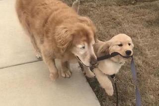 Pies ma psa przewodnika