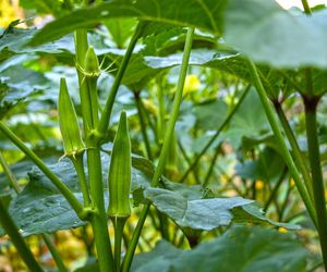Ketmia jadalna (piżmian jadalny, okra, Abelmoschus esculentus)  - wymagania, uprawa, zastosowanie