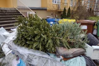 Gorzów: Świątecznych choinek nie wyrzucamy byle gdzie. Ruszyła zbiórka drzewek