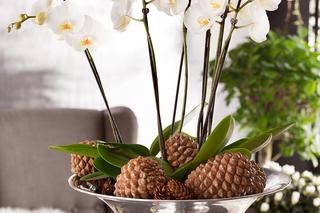 Storczyk Phalaenopsis