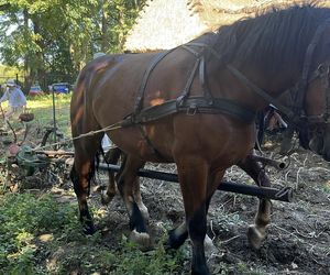 Tradycyjne wykopki w Muzeum Wsi Lubelskiej. Tak kiedyś zbierano ziemniaki