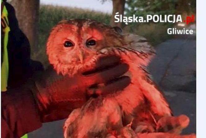 Policjanci znaleźli sowę :smile: