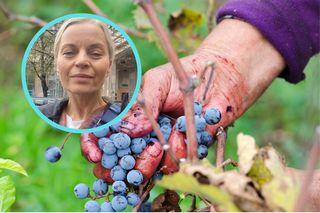 Foremniak zajada jagody prosto z krzaka. Lasy Państwowe: To grozi niebezpieczną chorobą