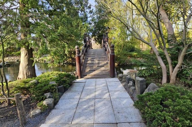 Otwiera się Ogród Japoński. Na wiosenny spacerek jak znalazł 