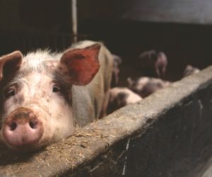 Hodowla świń przestaje się opłacać? Za spadkiem cen może stać zaskakująca decyzja z Azji