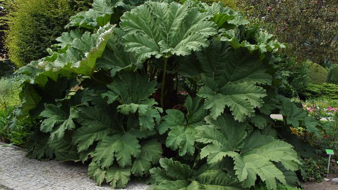 To jeden z najpiękniejszych ogrodów botanicznych w Polsce. Znajduje się na Dolnym Śląsku 