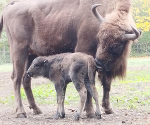 Młodą żubrzyczką w bydgoskim zoo opiekują się babcia i mama. Ona jest od chmur zawracania!