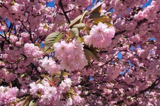 Różowa alejka na Pieczewie robi furorę w sieci. To najbardziej instagramowe miejsce w Olsztynie